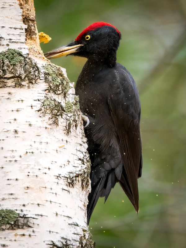 желна, черный дятел, бердвочинг Ой, подожди меня снимать - я носик припудрю!) фото превью