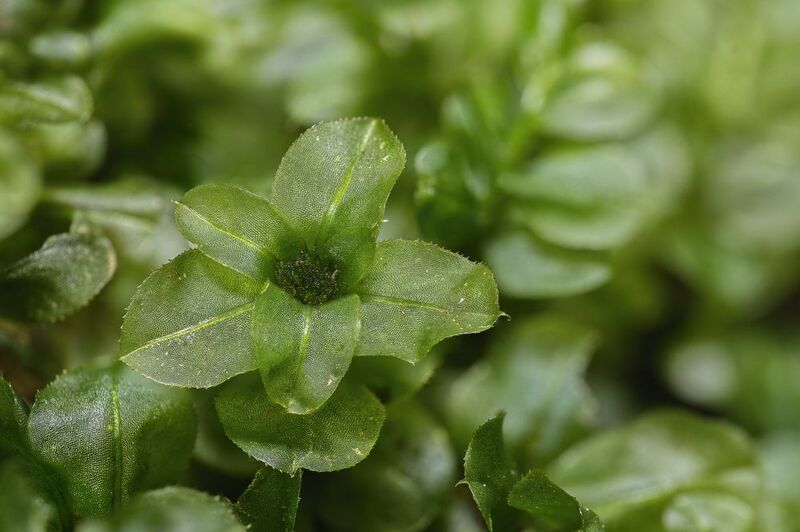 Rare flower... фото превью