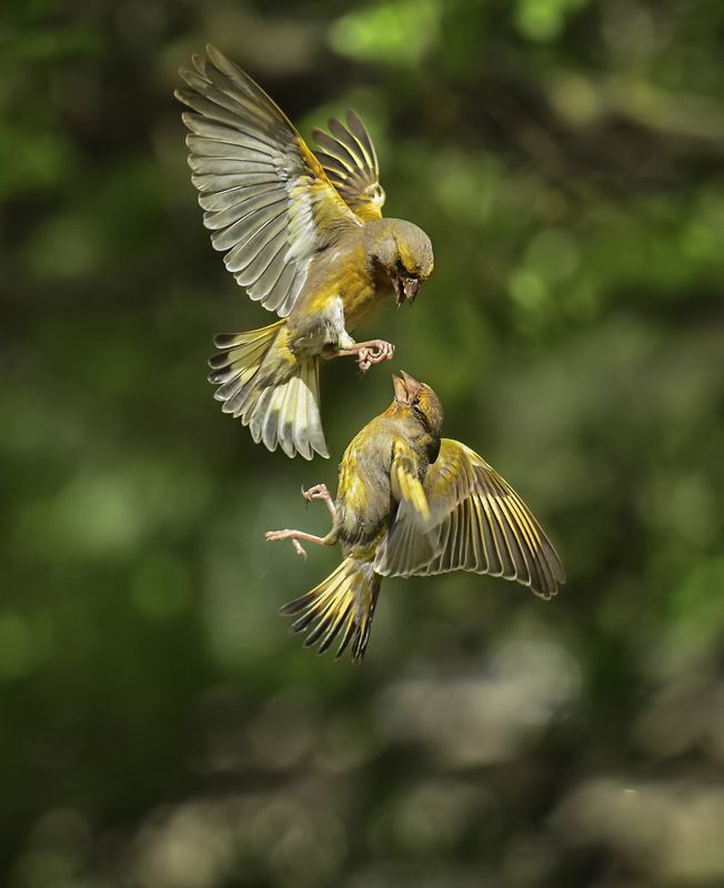 воздушный бой фото превью
