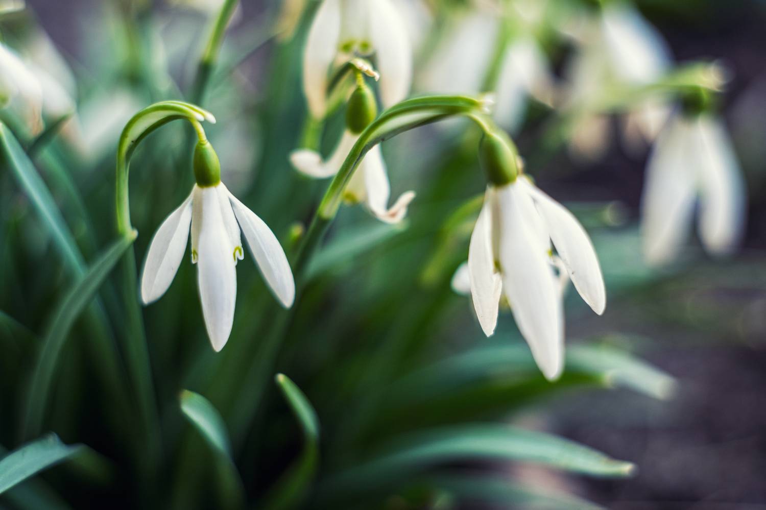 , Гуринович Дмитрий