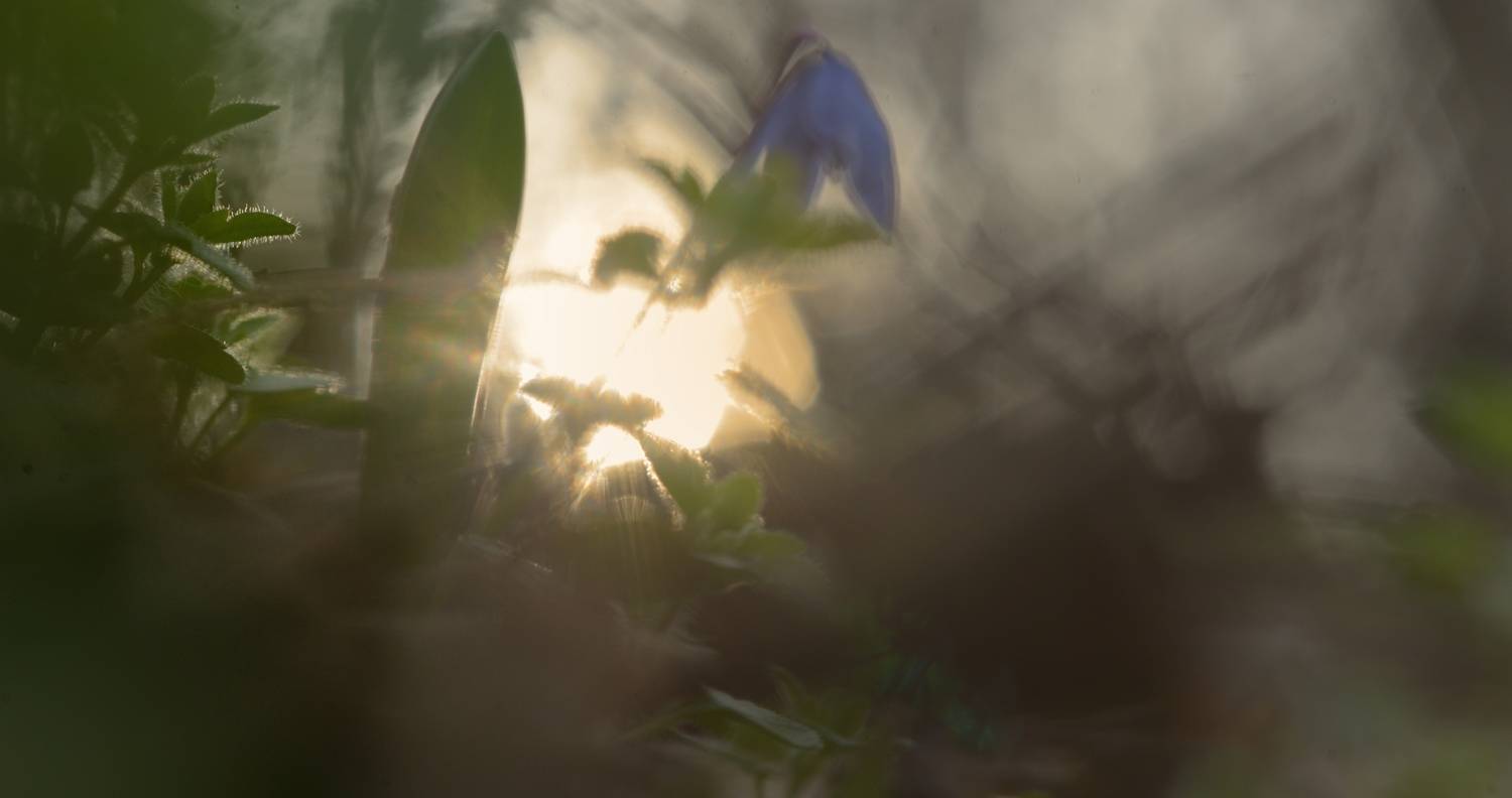 весна лес утро рассвет, Александр Жарников