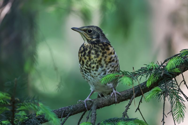 Слеток рябинника фото превью