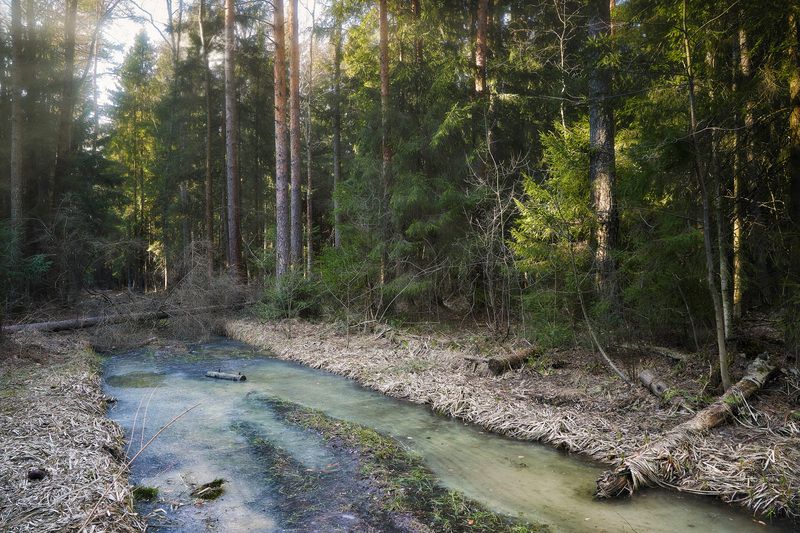 В весеннем лесу фото превью