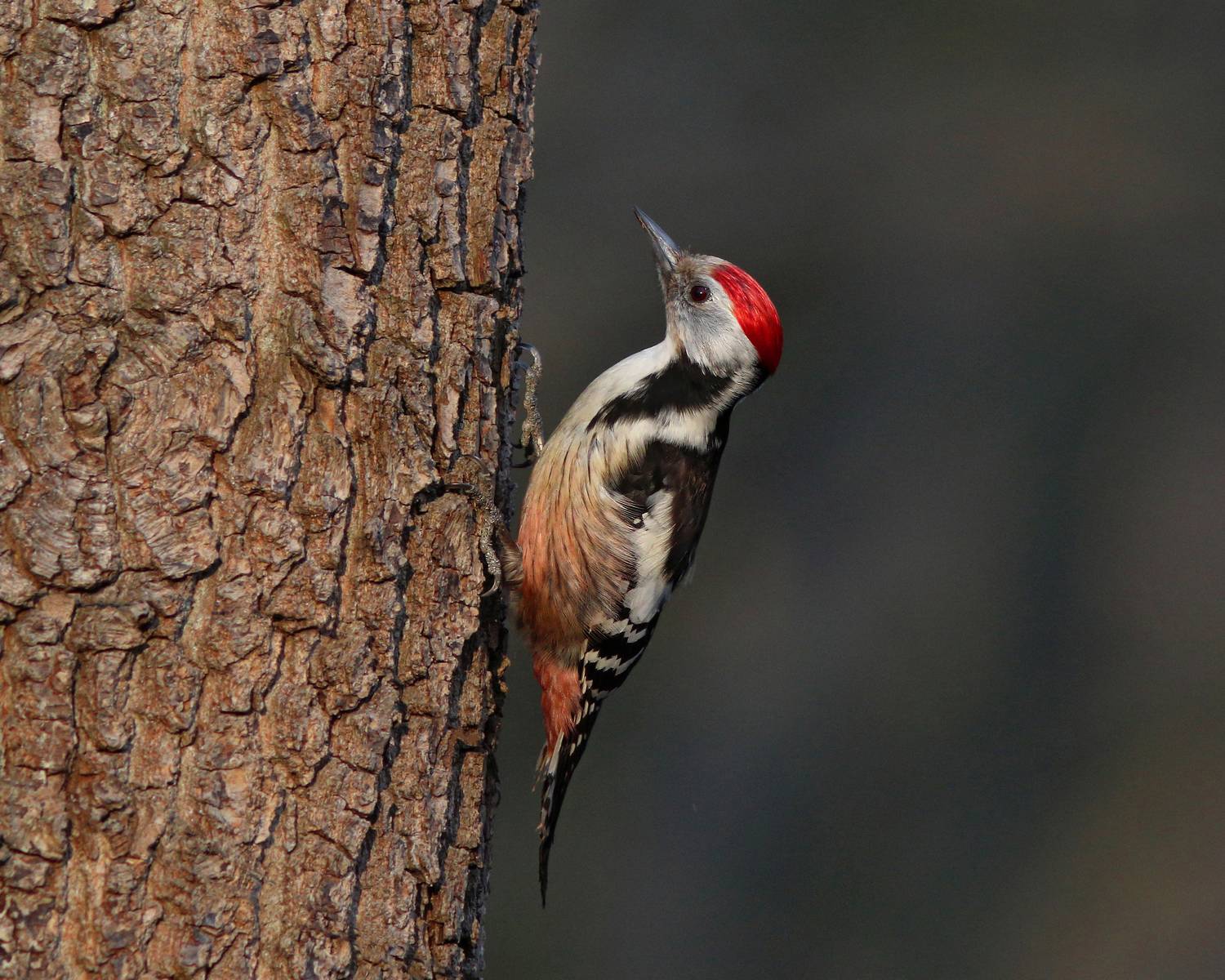 средний пёстрый дятел, вертлявый дятел, дятел, dendrocopos medius, dendrocopos, middle-spotted woodpecker, woodpecker, парк имени макса ашманна, Бондаренко Георгий