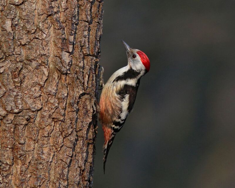 средний пёстрый дятел, вертлявый дятел, дятел, dendrocopos medius, dendrocopos, middle-spotted woodpecker, woodpecker, парк имени макса ашманна Вертлявый дятел фото превью