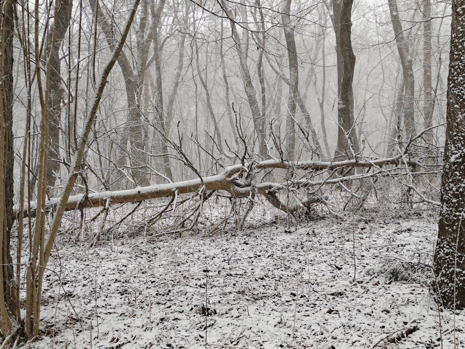 , Светлана Кондрашова