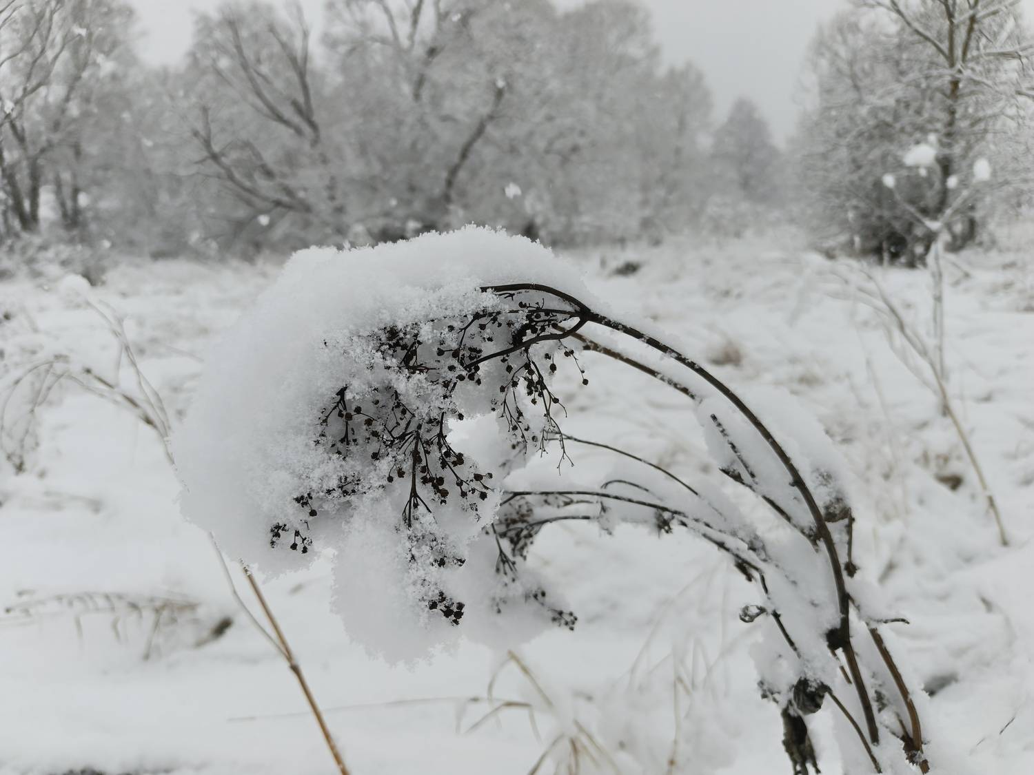 , Светлана Кондрашова