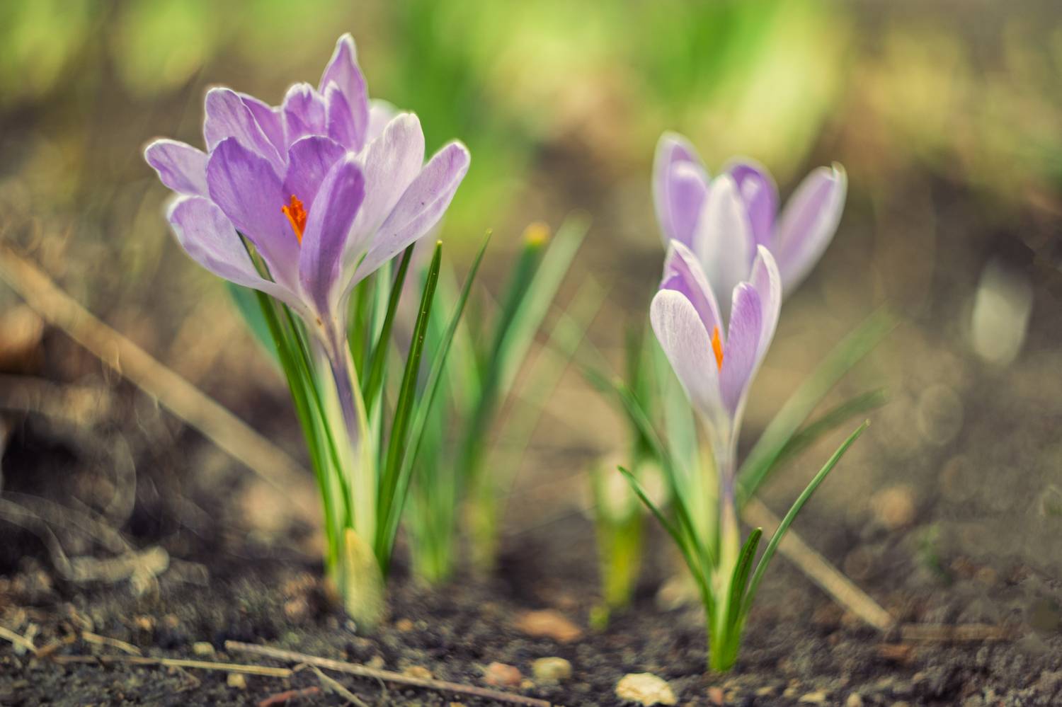 , Гуринович Дмитрий