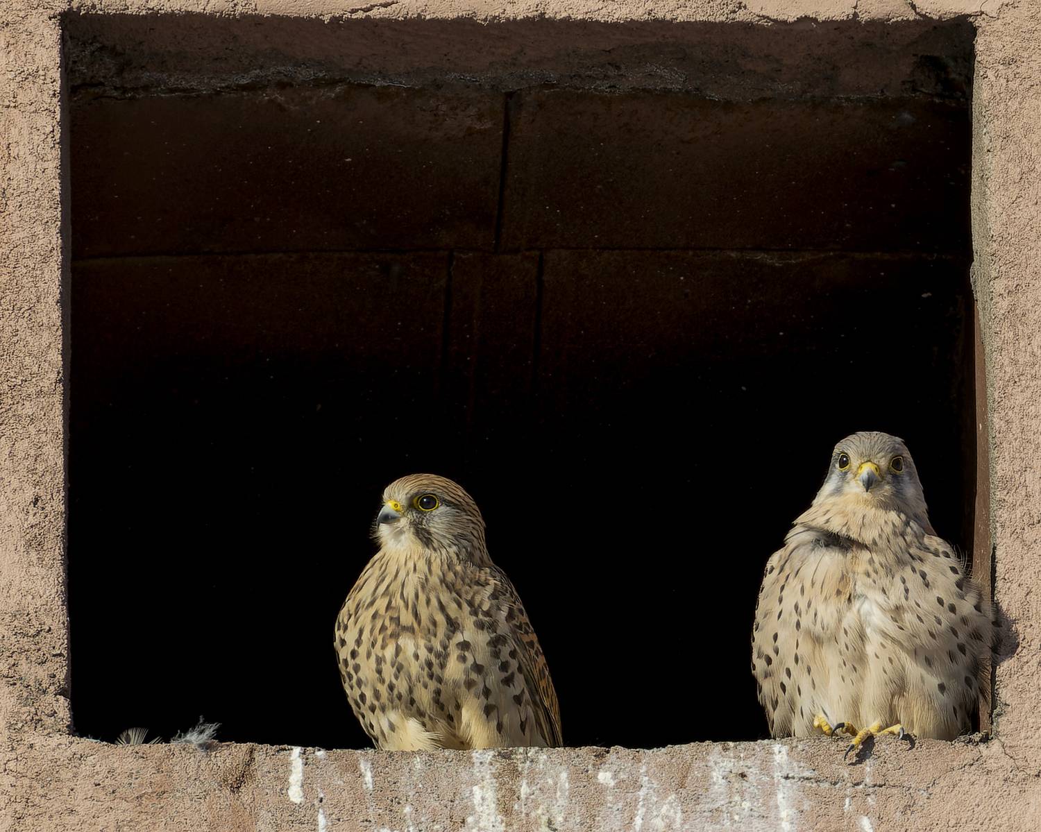 пустельга, птицы, Руслан Pl