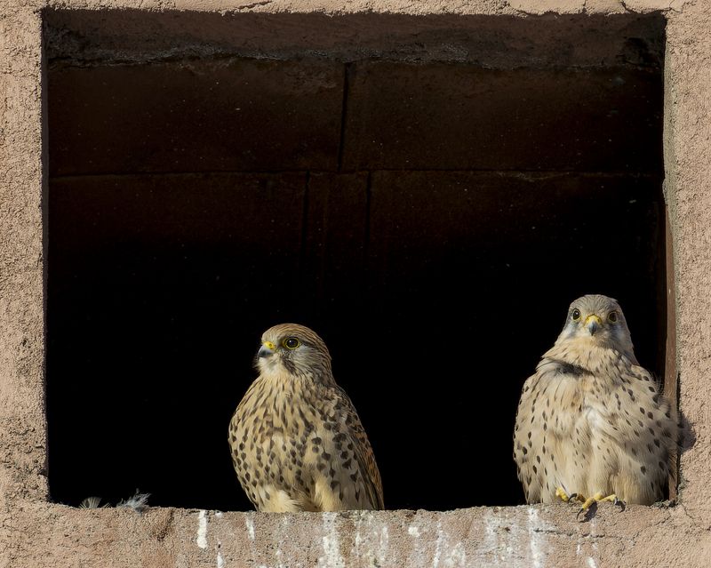 пустельга, птицы Семейство пустельги в городской застройке фото превью