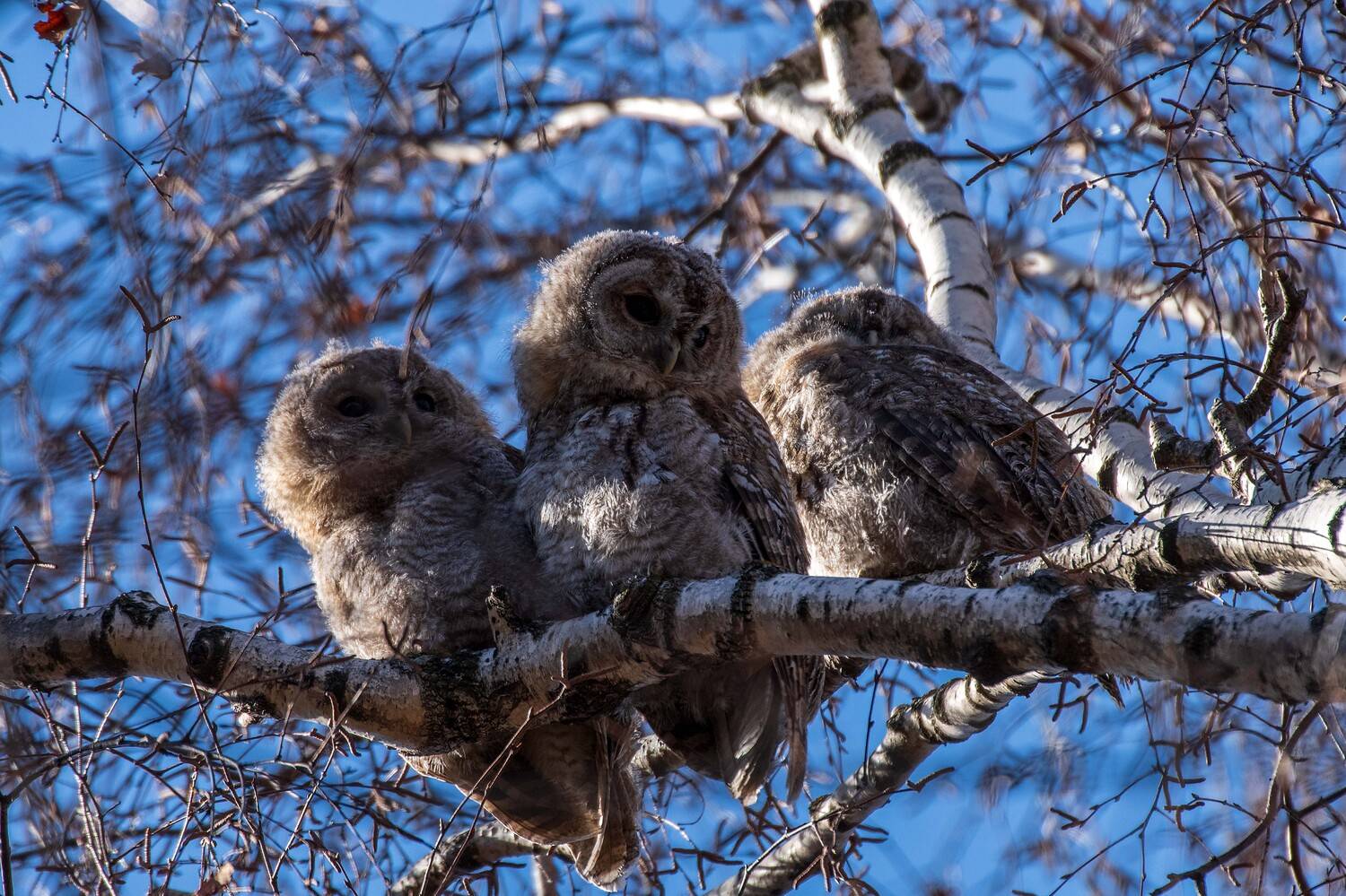 , Павел Ныриков