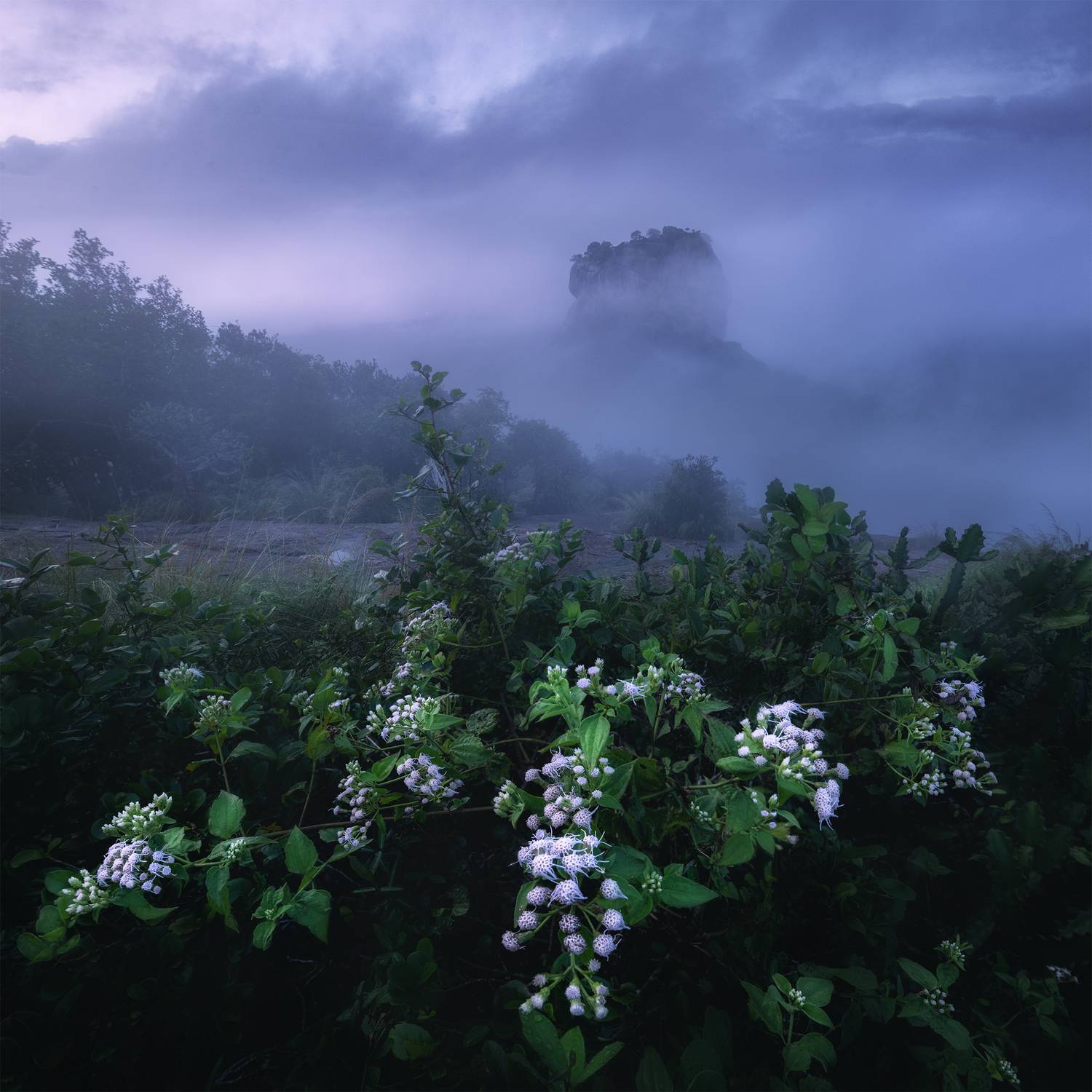 , Политова Анна