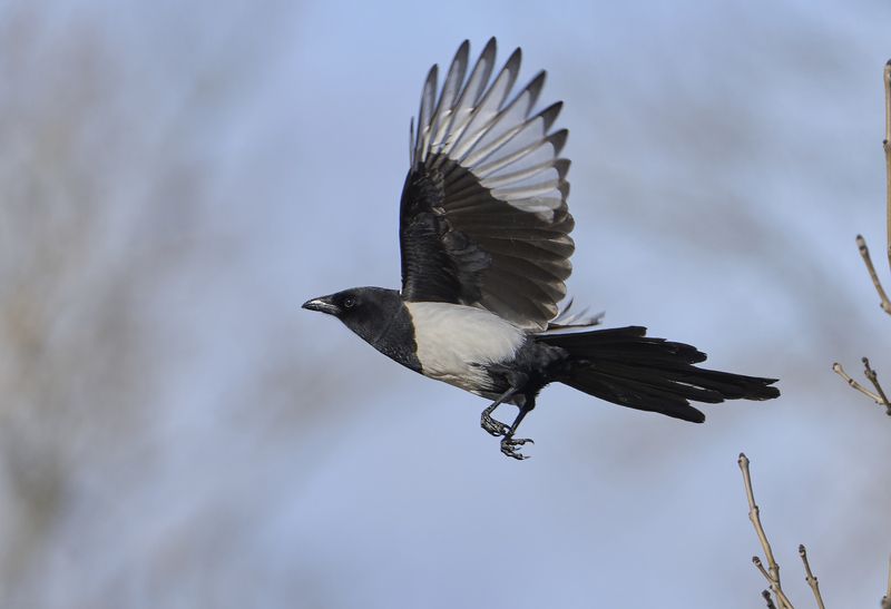 Magpie. фото превью
