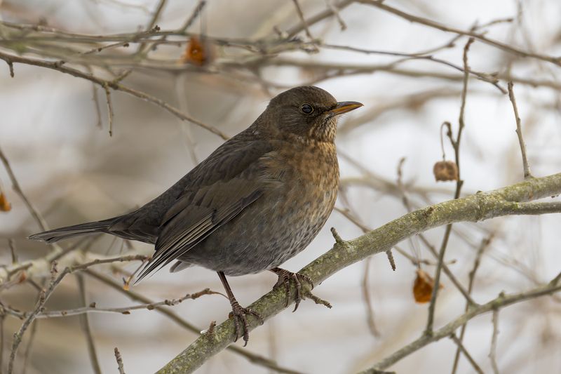 Черный дрозд фото превью