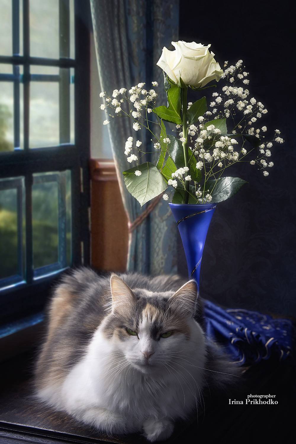 кошки, домашние животные, портреты, натюрморт, цветы, розы, питомцы, Приходько Ирина