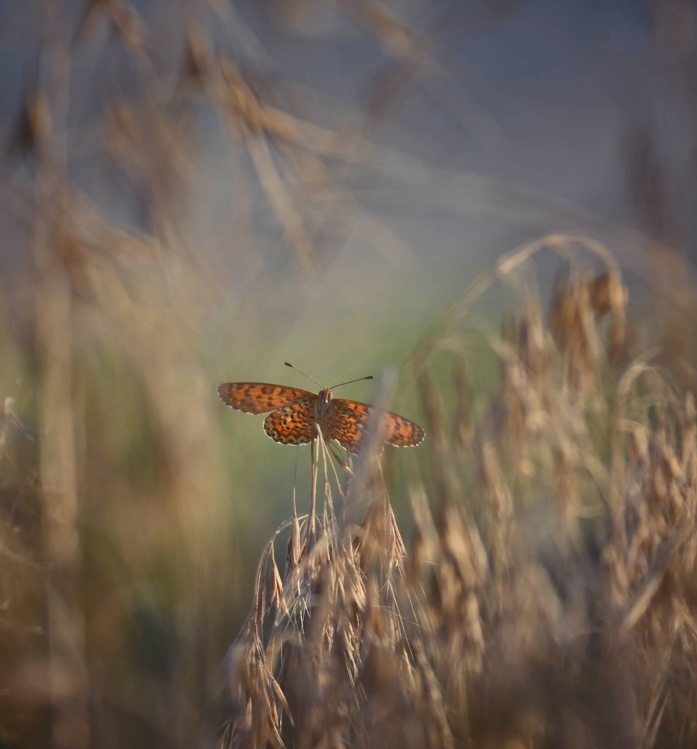 , Герчев Николай