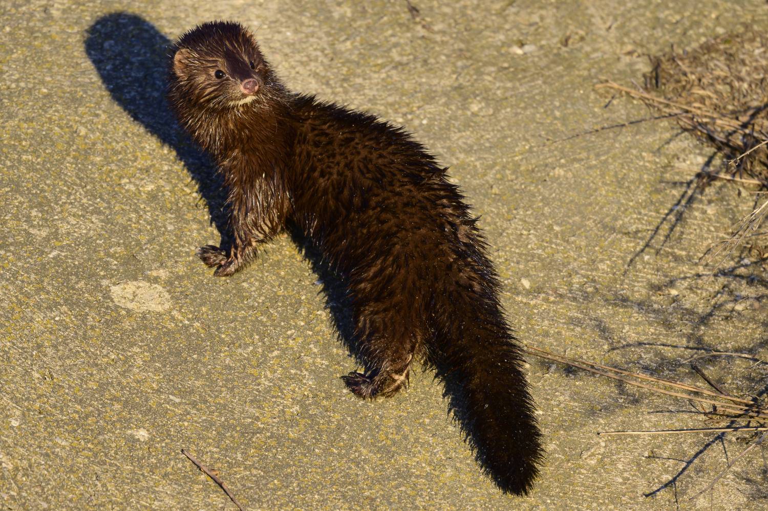 , Пупонин Сергей