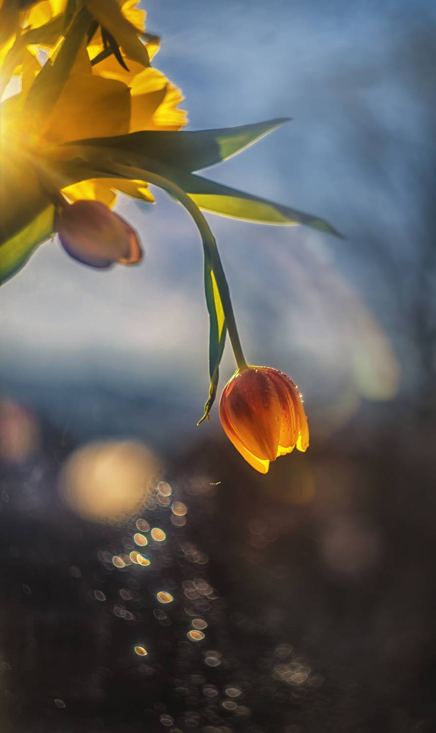 , Сигидова Ирина