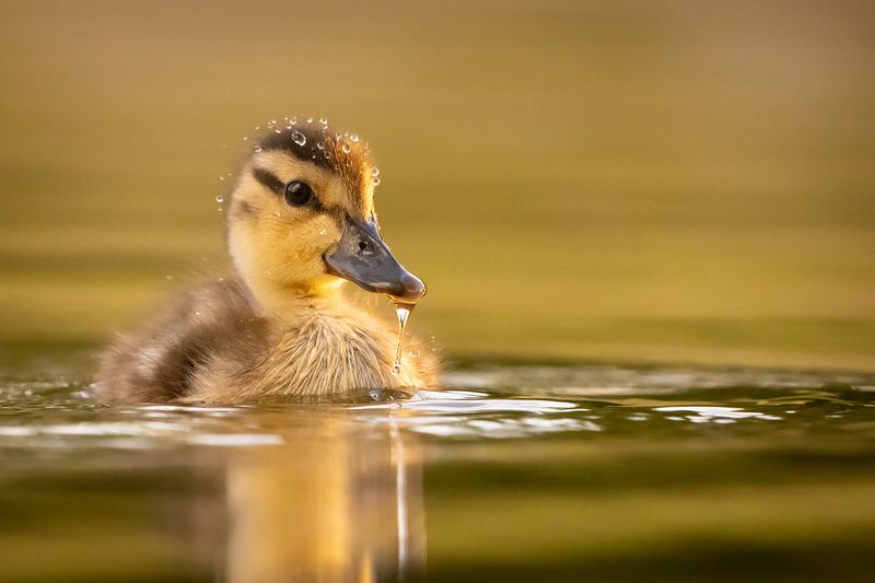 Ducklings фото превью