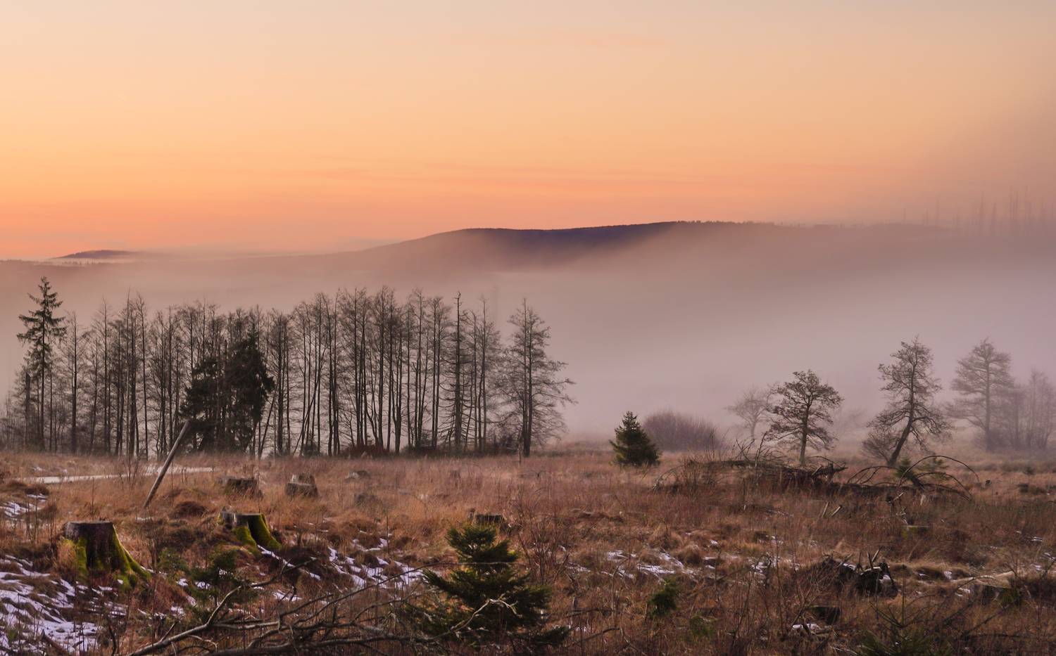 , Игорь Дубровский