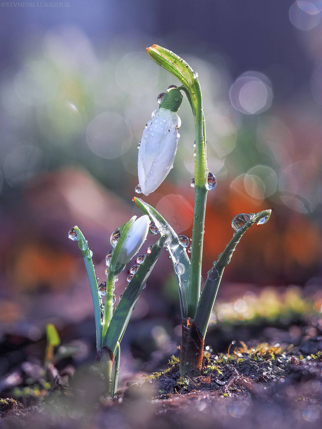 , Лукашук Евгений