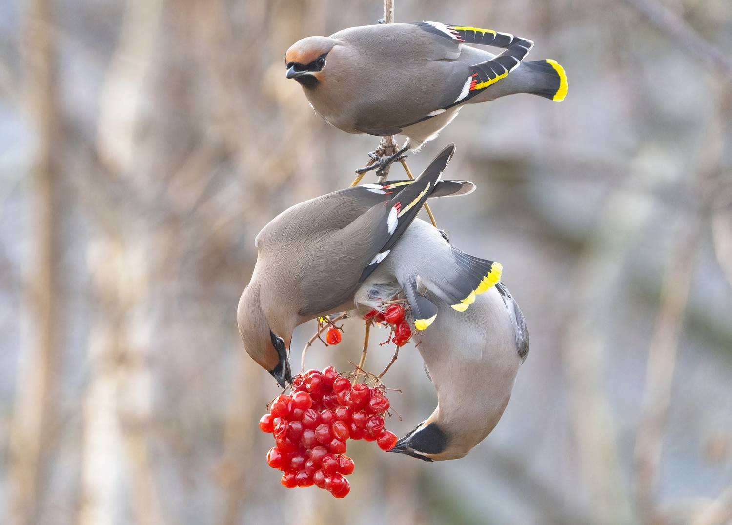 птицы,природа, весна, Андрей Киселёв