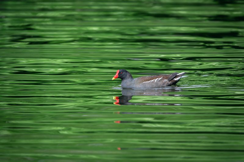 зеленый фон,камышница,common moorhen, waterhen, gallinula chloropus, озерная чайка, black-headed gull, chroicocephalus ridibundus; Зеленеют все опушки, зеленеет пруд... фото превью