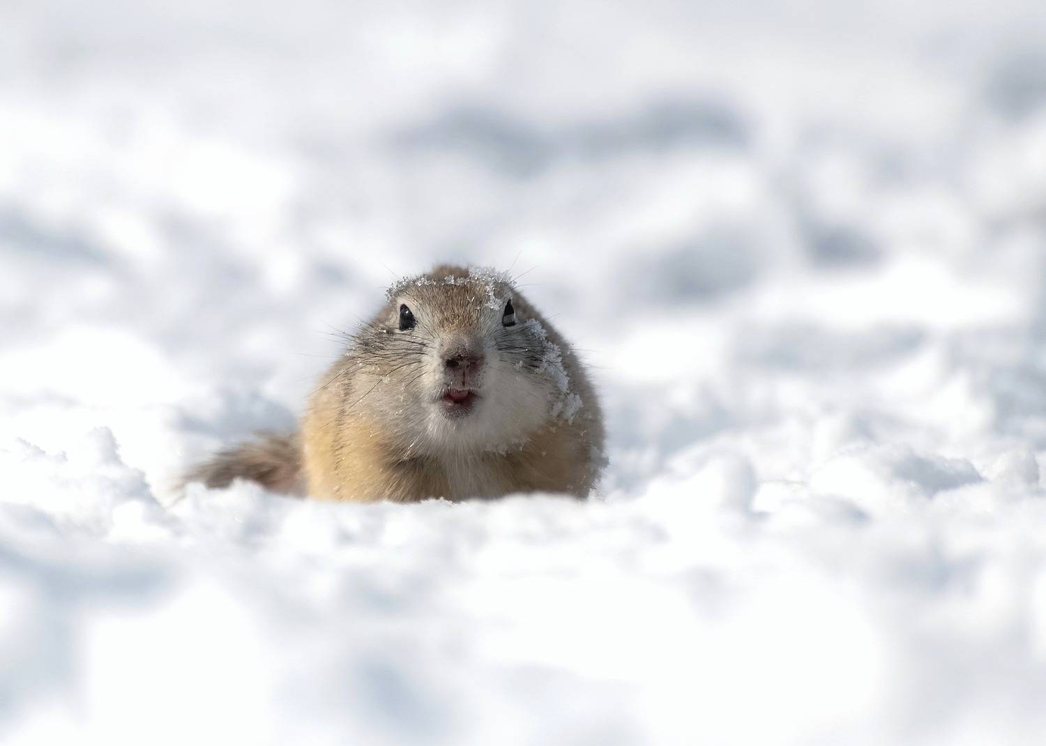 весна, снег, животные , суслик, сибирь, Фомина Марина