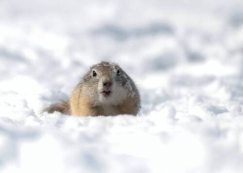 Снежный суслик