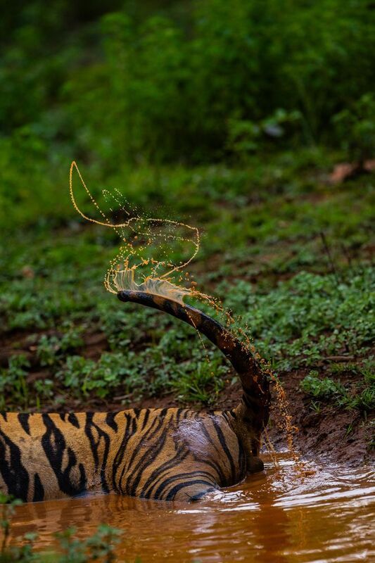 The Symphony of Cat\'s tail фото превью