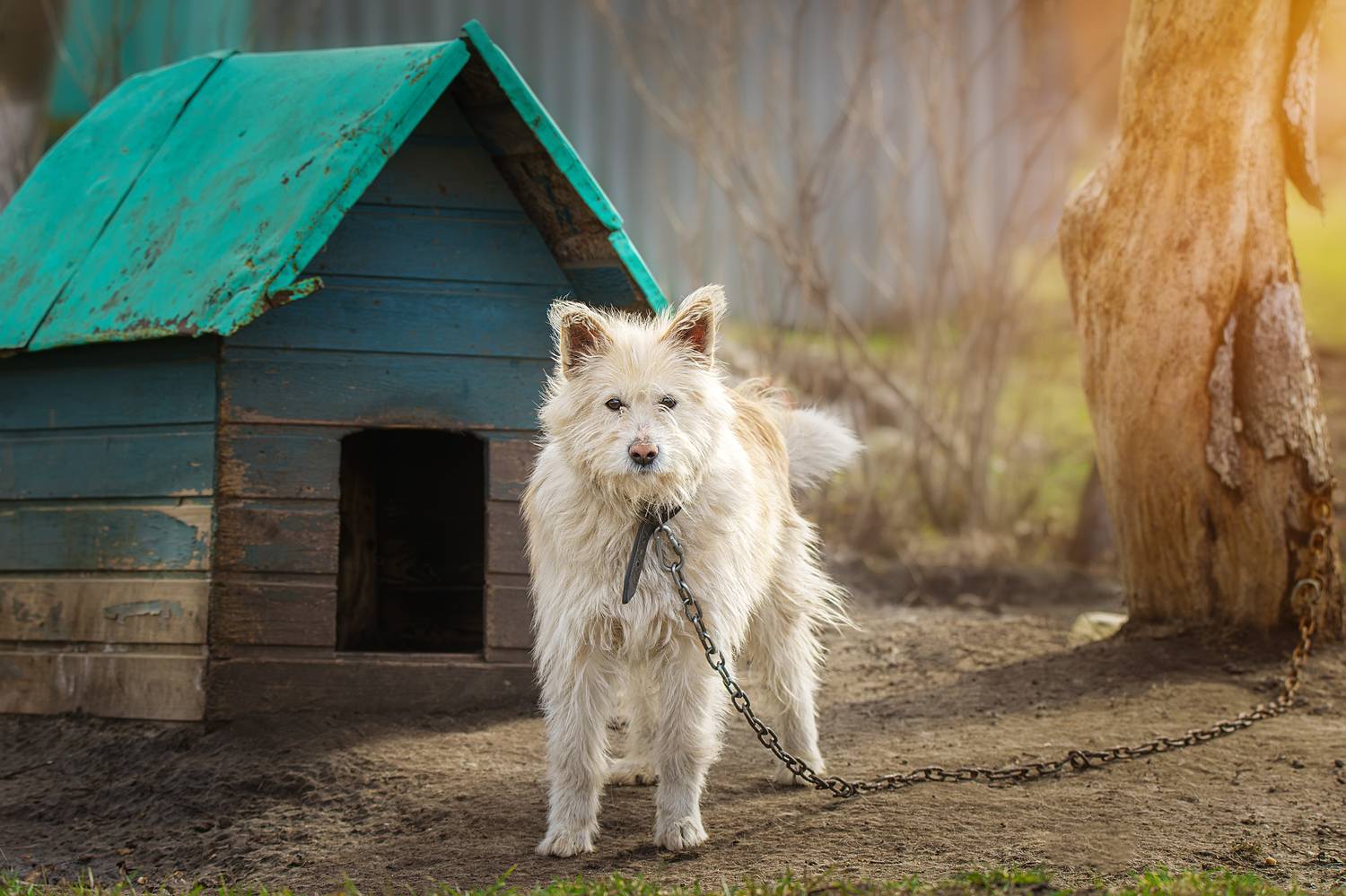 , Корнеев Алексей