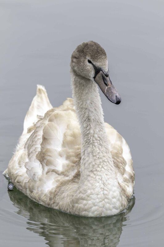 Mute Swan juvenile фото превью