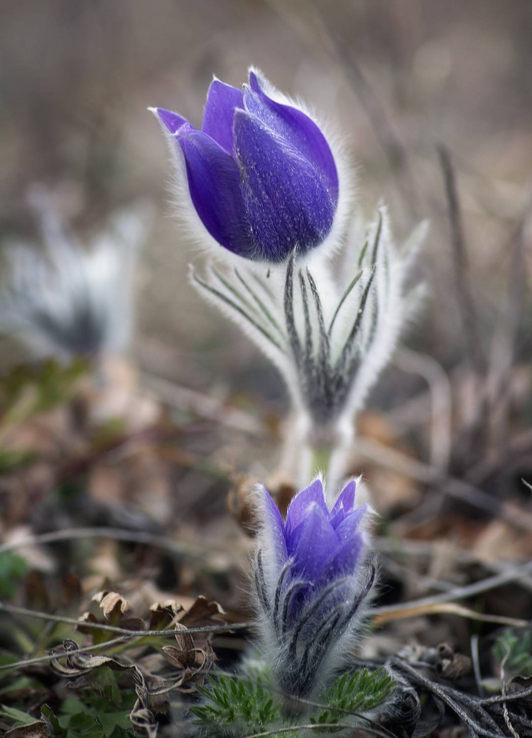, Виктор Лебедь