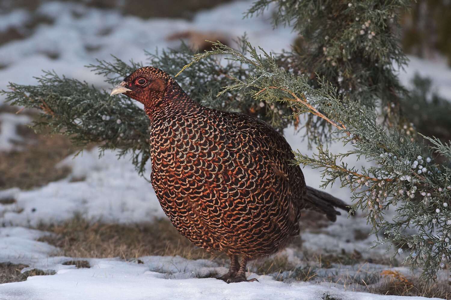 bird, birds, volgograd, russia, wildlife, , Павел Сторчилов