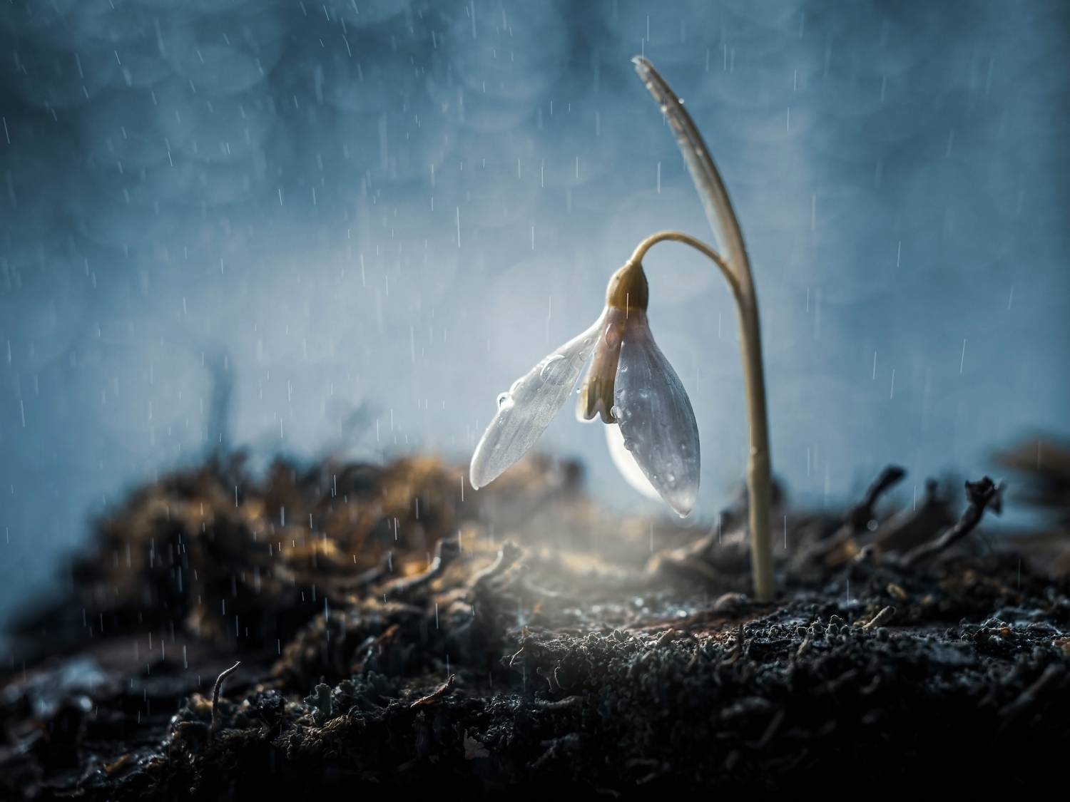 , Лапшина Владлена