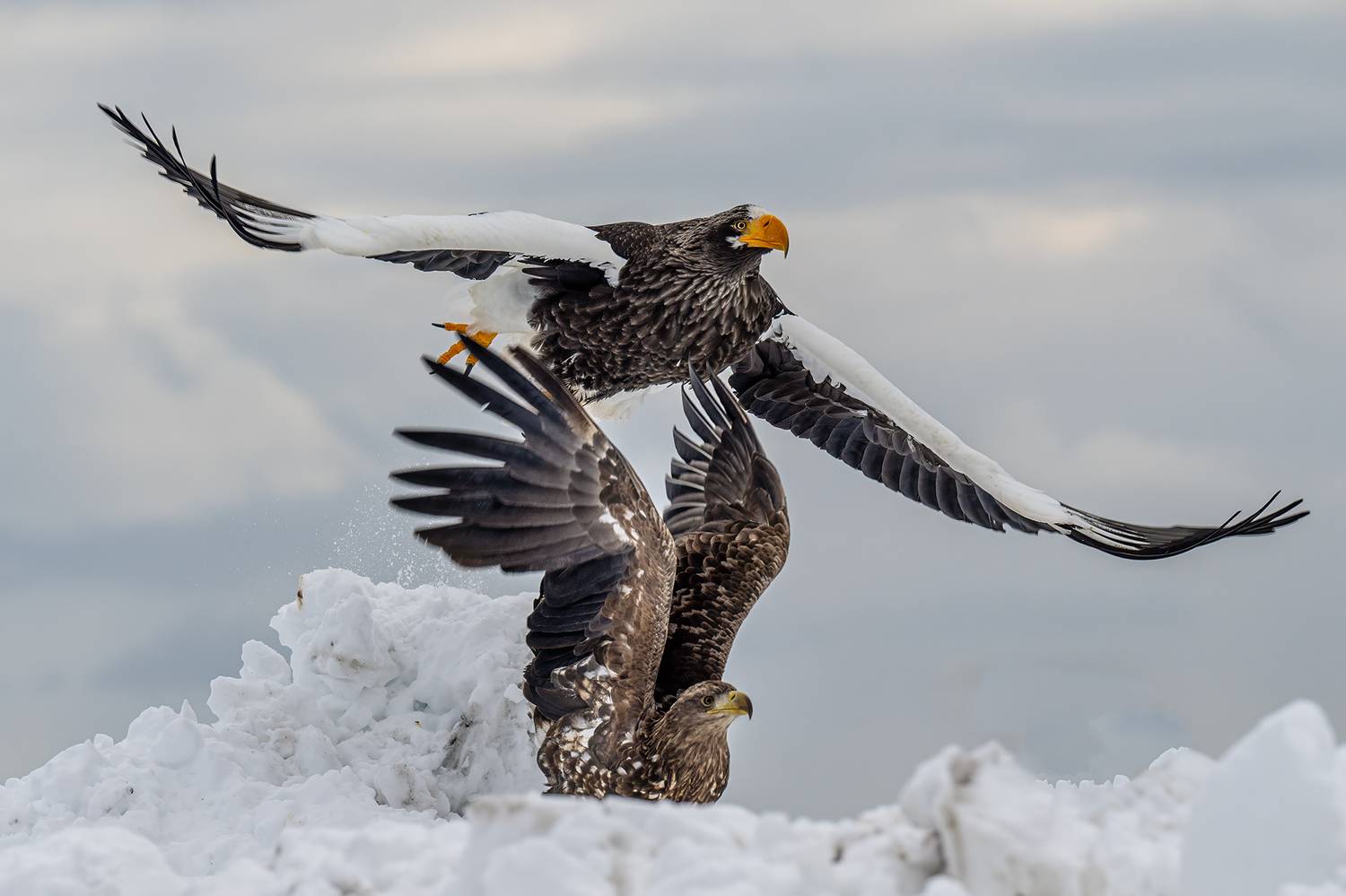 , Vladimir Vorobeychik