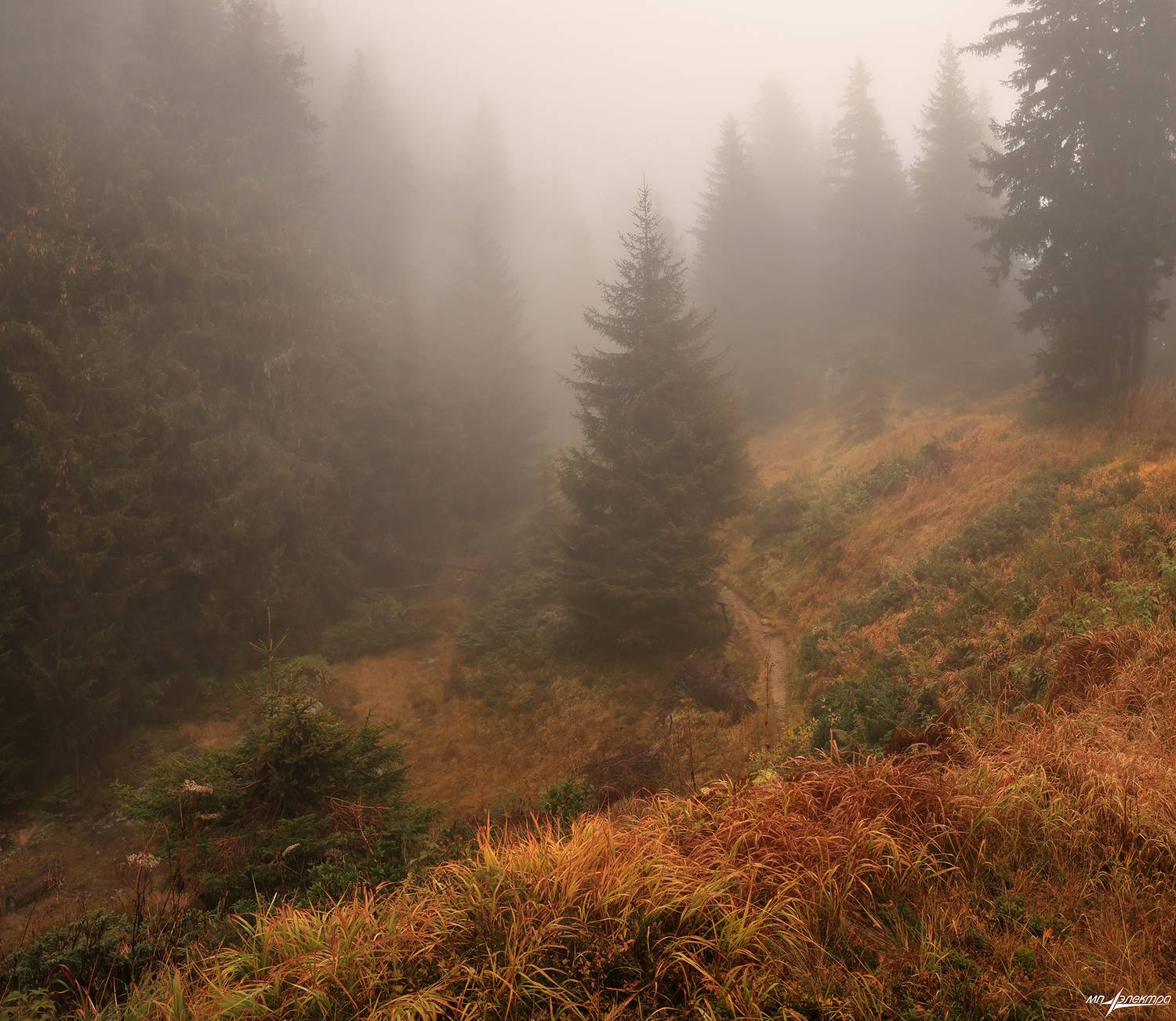 swiss, Матвеев Николай