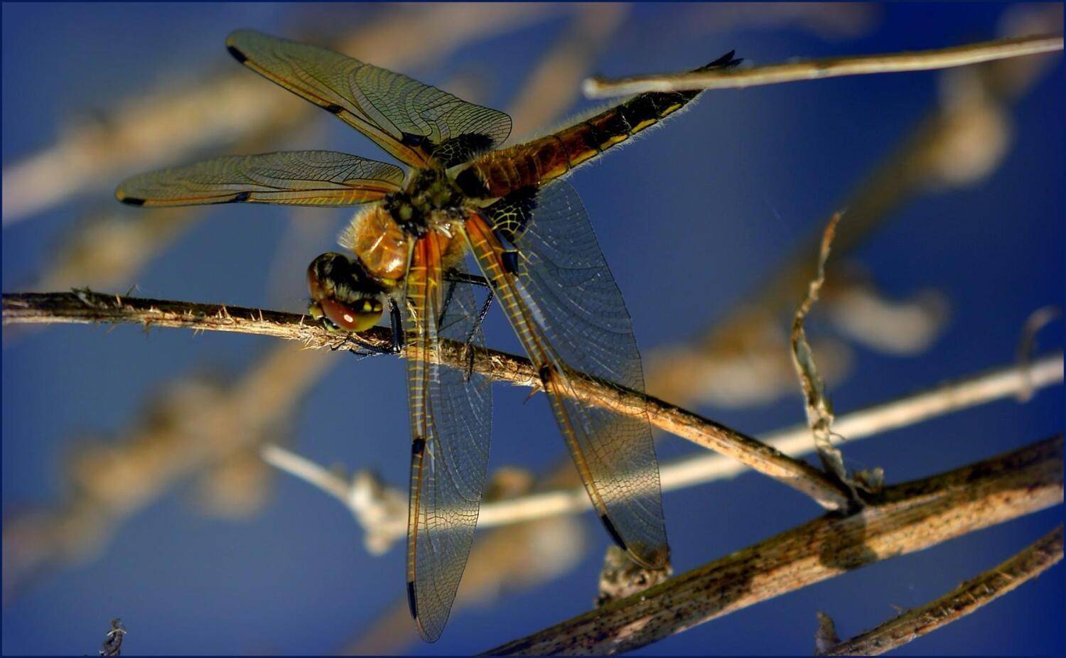 стрекоза, крупный план, макро, животные. природа, лето, крылья,, Лидия Киприч