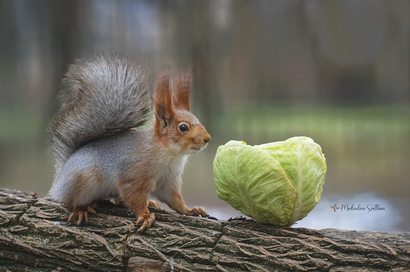 фотоохота, белочка, дикая природа. История с капустой. фото превью