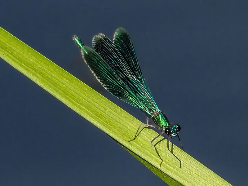 стрекоза Красотка блестящая фото превью