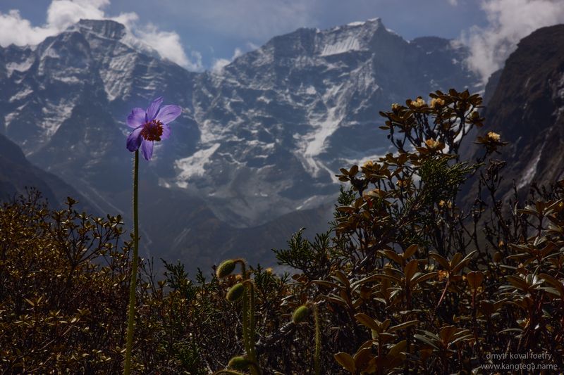 Вопрос и ответ в Гималаях … фото превью