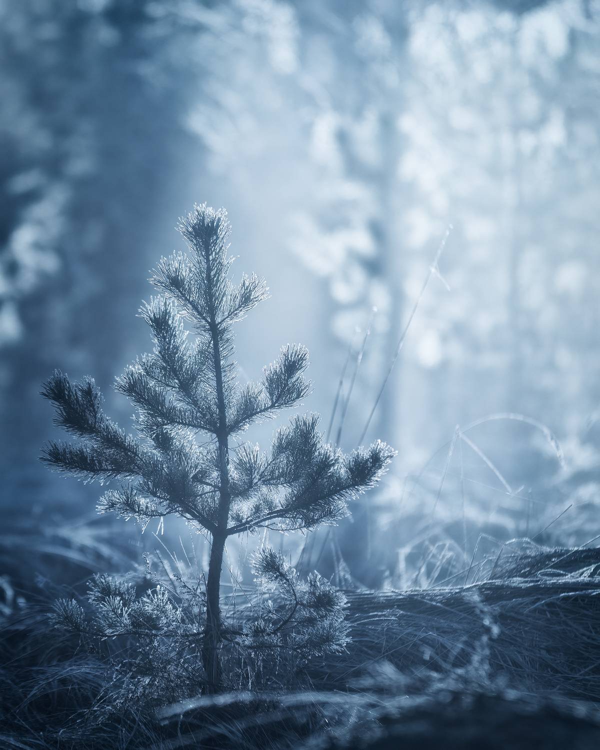 пейзаж, природа, весна, canon, nature, Пронин Денис