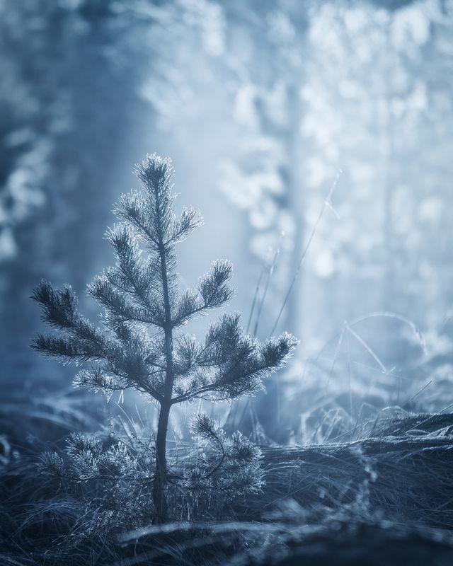 пейзаж, природа, весна, canon, nature Морозное утро фото превью