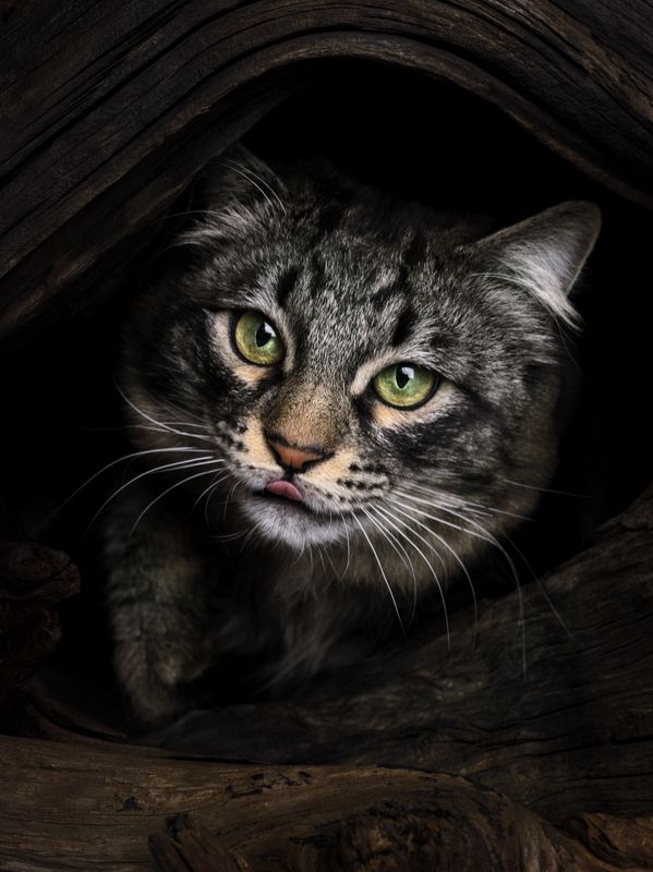 photo cat portrait Где вкусняшка фото превью