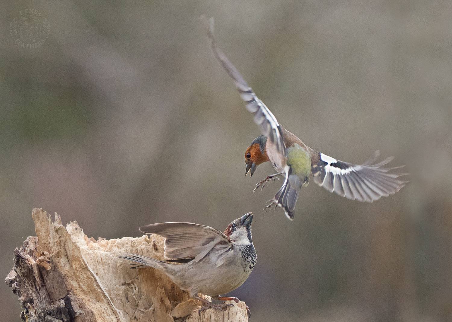 , Евгени Стефанов
