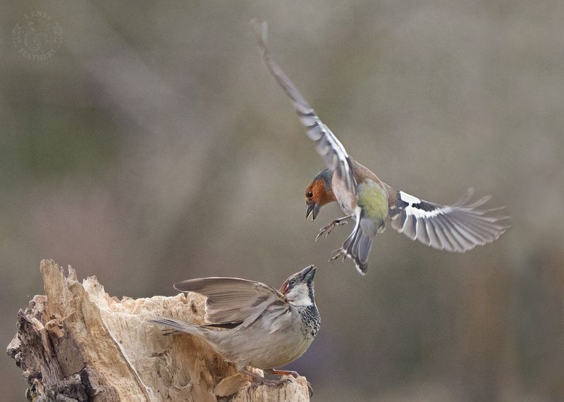 Зяблик - Lens and Feathers фото превью