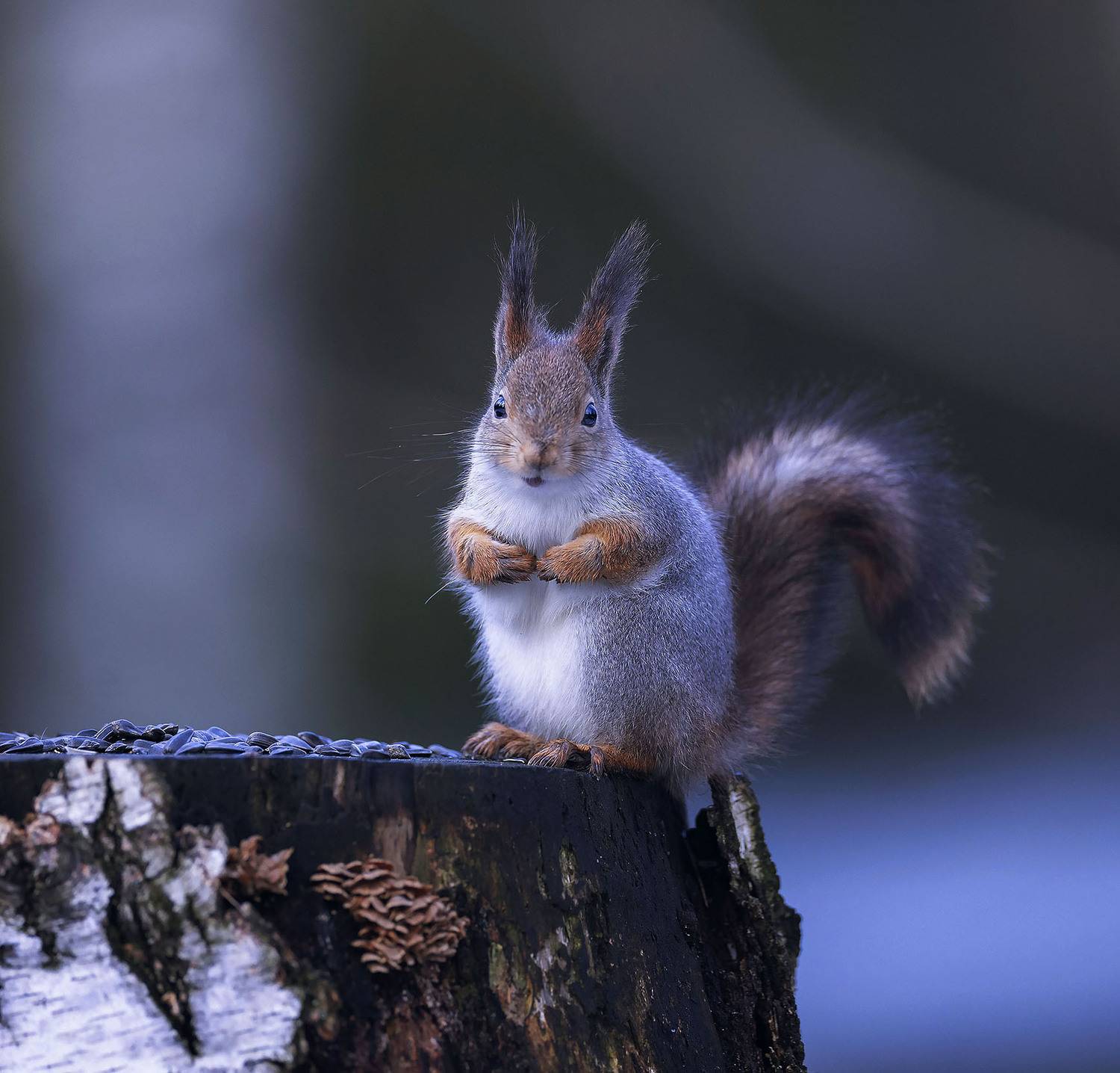 белка,лес,природа, squirrel, beautiful, forest, nature, Стукалова Юлия