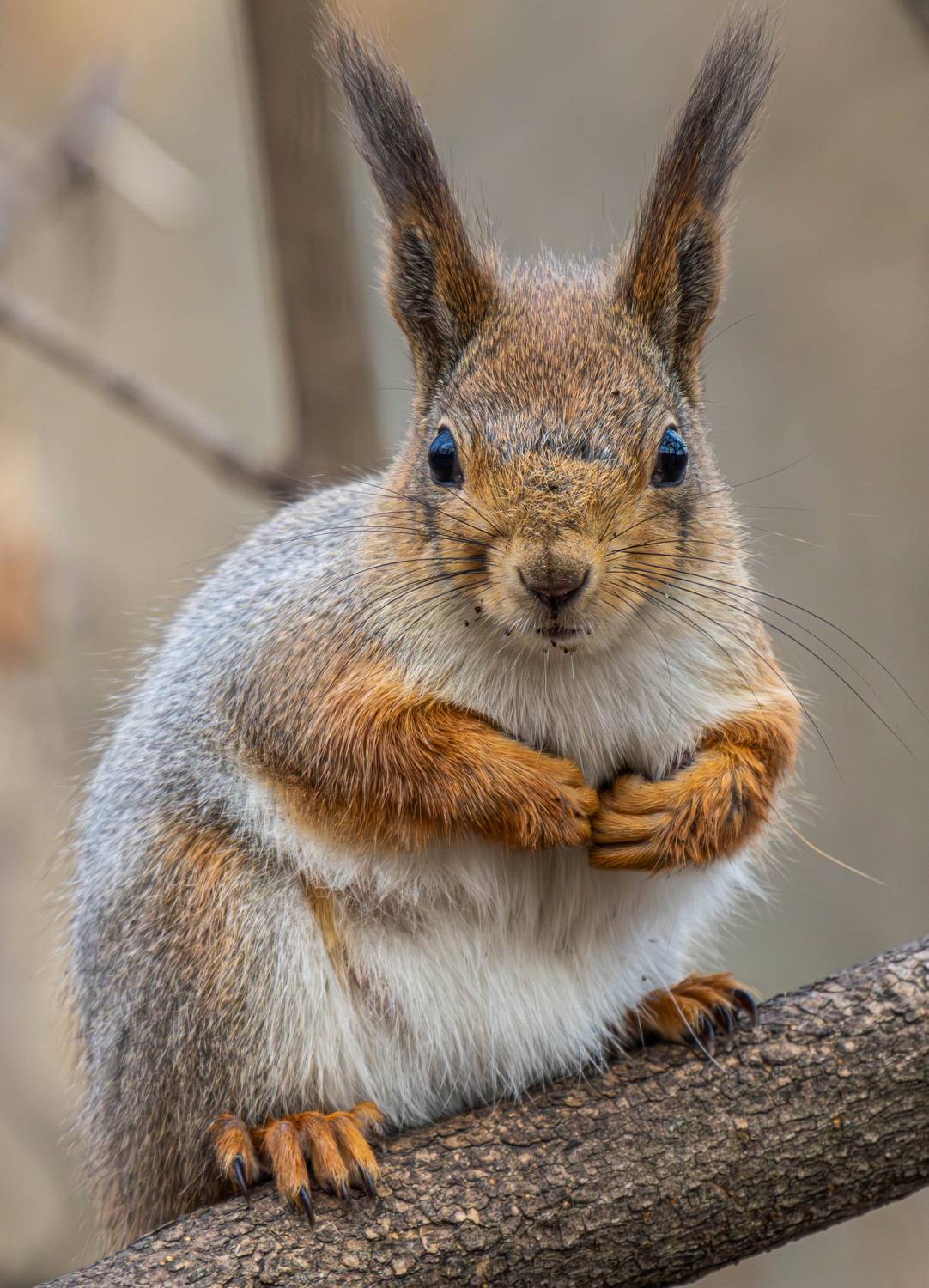 , Волынский Виктор
