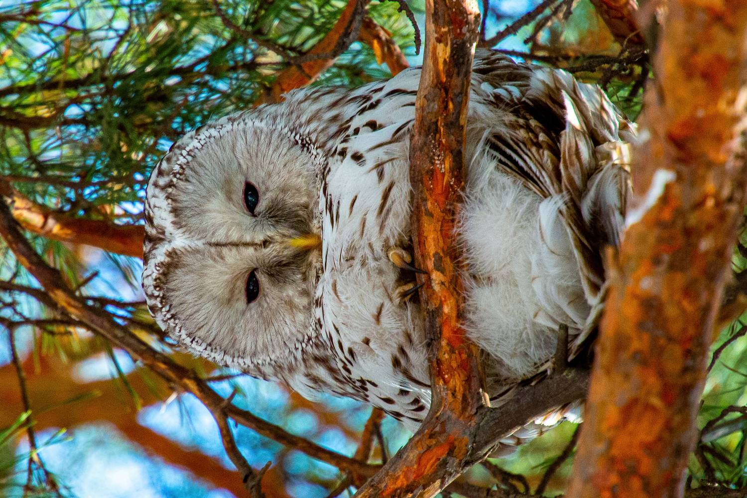 птицы сова неясыть , Поляков Алексей