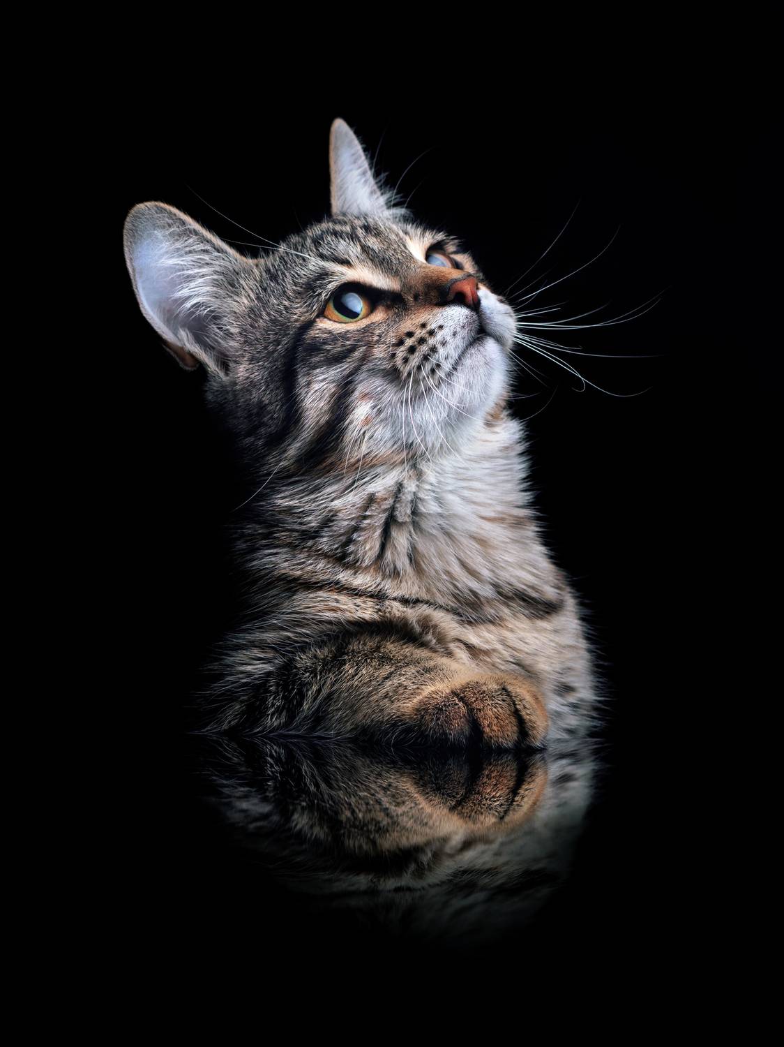 cat portrait, Evgeniy Savikov